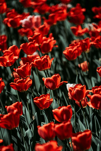 Red tulips, bloom, flowers HD phone wallpaper