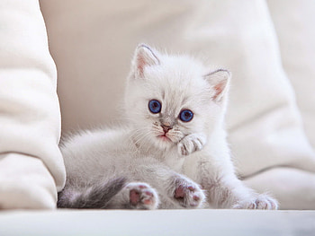Feline finesse, kitten, white, kitty, cute, feline, cat, fluffy, finesse, lady, funny, adorable HD wallpaper