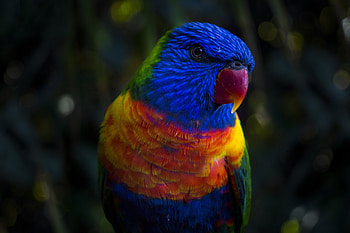 Animals, Parrots, Multicolored, Motley, Color HD wallpaper