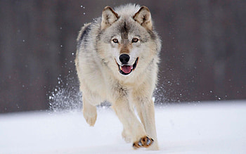Gray Wolf, Gray wolf , Beautiful wolves, Wild animals HD wallpaper