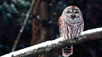 Funny owl , Cute and amusing bird graphy, Nocturnal creatures, Wise and playful HD wallpaper