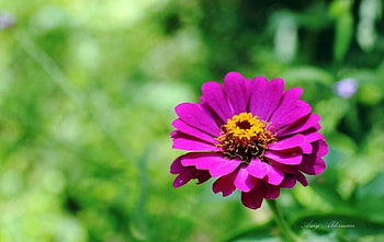 Austin Botanical Garden, graphy, garden, , spring, summer, purple, abstract, flower, nature HD wallpaper