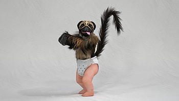 Puppy Monkey Baby HD wallpaper