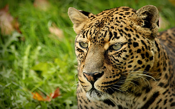 Animals, Cheetah HD wallpaper