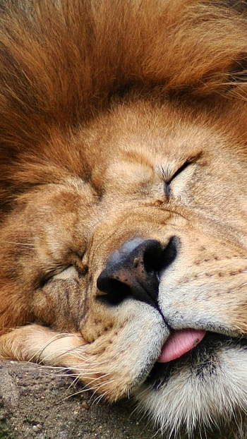 Lion , Sleeping, Lion HD phone wallpaper
