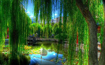 Peek Through, through, asian, green, landscape, peek, trees, pond HD wallpaper
