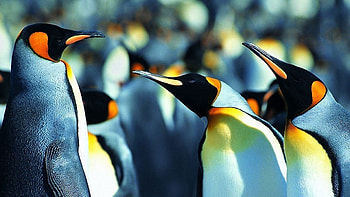 penguin , Daria Kingsman's creation, Penguin love, Delightful ry HD wallpaper