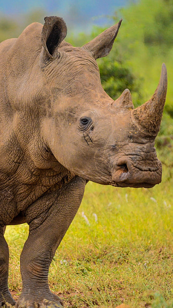 Kruger National Park, White rhino, Marloth Park, South African wildlife HD phone wallpaper