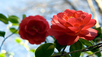 Beautiful Roses, stems, roses, daylight, pink, day, leaves, petals, flower, green, red, nature, center HD wallpaper