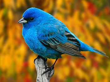 Animals, Bird, Branch HD wallpaper