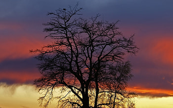 Plants, Landscape, Trees, Sky HD wallpaper