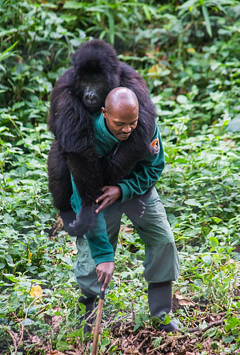 Virunga National Park, Gorilla trekking, Congo, Travel HD phone wallpaper