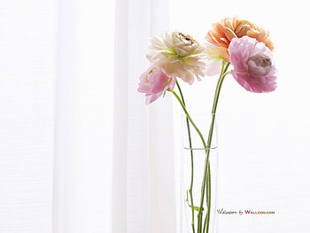 pink flowers, still life, pink, glas vase, beautiful, flowers, water HD wallpaper