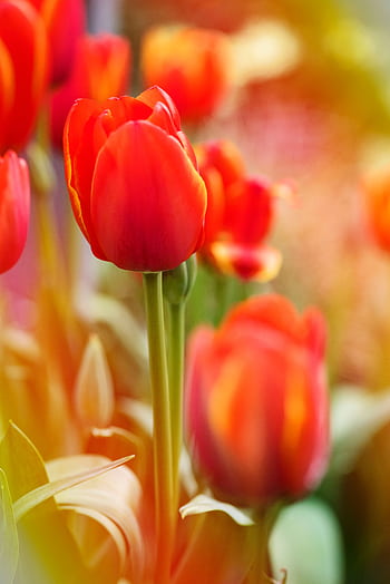 Close-up of vivid red tulips blooming in a lush spring garden setting. HD phone wallpaper
