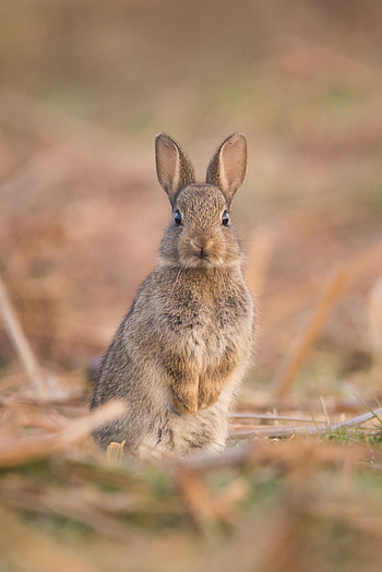 Funny, Animals, Wildlife, Animal, Nice, Sweetheart, Hare HD phone wallpaper