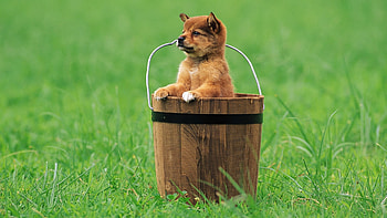 Animals, Dogs HD wallpaper