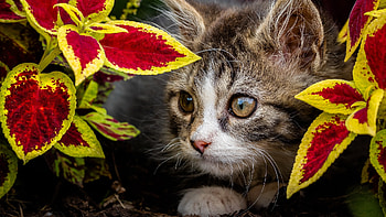 Cat, animal, kitten, kitty HD wallpaper