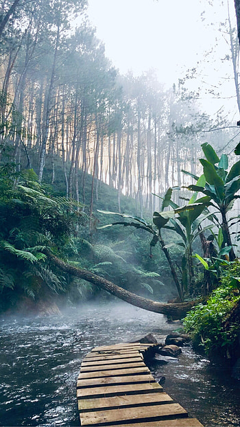 jungle , , Tropical paradise, Stunning visuals HD phone wallpaper