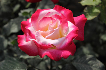Beautiful rose, rose, pink, nature, flower HD wallpaper