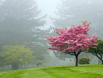 In the mist, mist, pink, forest, tree HD wallpaper