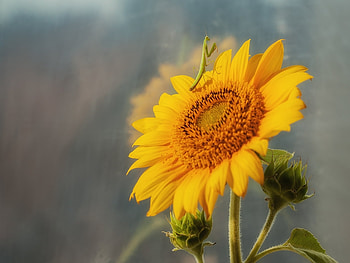 Plants, Insects, Sunflowers HD wallpaper