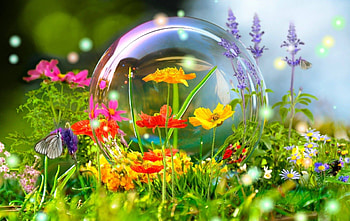 natur under glass, natur, blumen, nature, flowers HD wallpaper