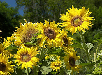 Sunflowers, Flowers, Trees, Sky, Summer, Sunny HD wallpaper