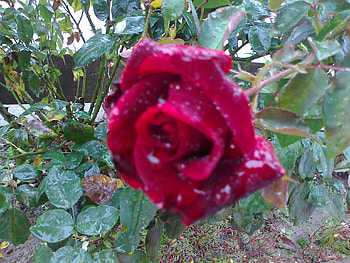 Rose, rained rose, raindrop, nature, flowers HD wallpaper