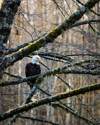 Animals, Bird, Wood, Forest, Tree, Branches, Eagle HD phone wallpaper