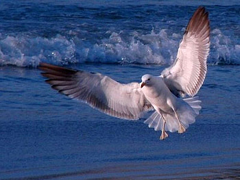 Flying Bird, flying, beautiful, bird HD wallpaper