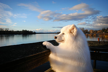 Animals, Fluffy, Dog, Muzzle, Samoyed, Soyed HD wallpaper