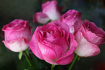 Drops, pink, close up, bloom, roses HD wallpaper