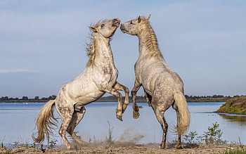 Horses, animal, horse, water, beach HD wallpaper