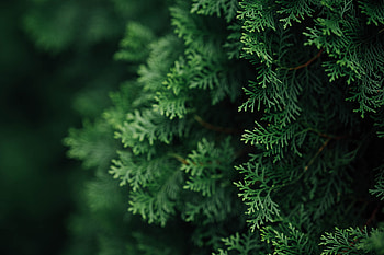 Tree branches, macro HD wallpaper