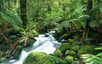 Nature's beauty, Rainforest , Waterfall scenery, Captivating landscapes HD wallpaper