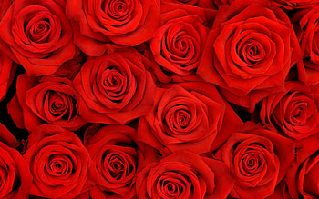 Plants, Flowers, Background, Roses HD wallpaper