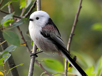 Beautiful Bird, cool, beautiful, bird HD wallpaper