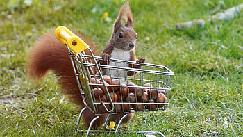 Shopping Tour, nuts, funny, grass, squirrel, cart HD wallpaper