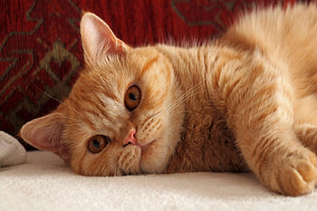 Cat, kitten, sweet, kitty, cats, cute, beautiful, paws, beauty, cat face, pretty, animals, face, lovely, hat HD wallpaper