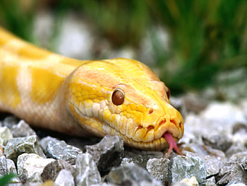 Snake, snakes, animals HD wallpaper