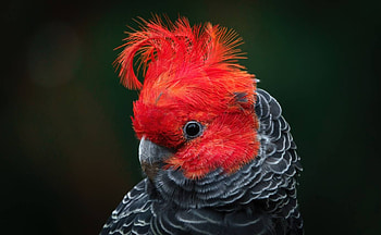 Gang Gang Cockatoo, animal, cockatoo, bird, gang HD wallpaper