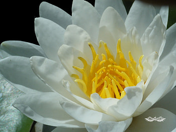 Flor blanca de agua white fower, white fower, flor blanca de agua HD wallpaper