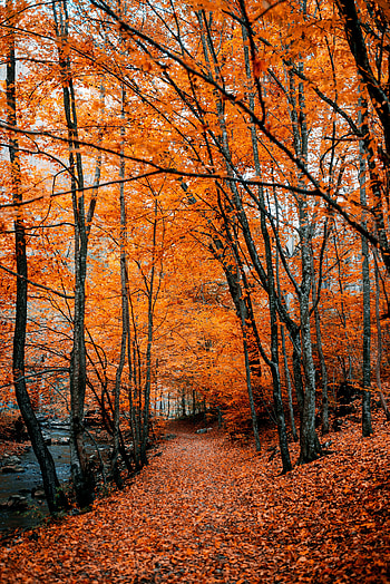 Nature, Trees, Autumn, Forest, Path, Foliage, Autumn Colors, Autumn Paints HD phone wallpaper