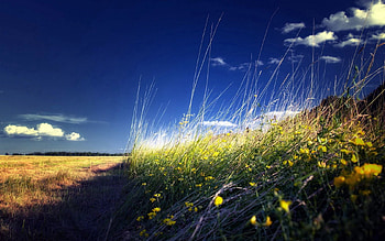 Landscape, Nature, Flowers, Grass, Summer, Field HD wallpaper