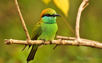 * Bird on tweg *, animal, birds, bird, animals, spring, tweeg HD wallpaper