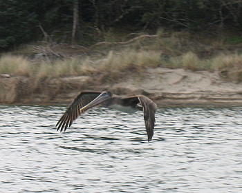 Pelican flight, grass, nature, bird, lake HD wallpaper
