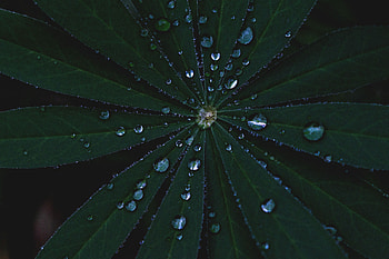 Leaves, Macro, Surface, Dew HD wallpaper