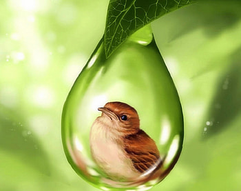 Under Protection, bird, colors, paintings, spring, love four seasons, leaves, animals, waterdrops, green, nature HD wallpaper