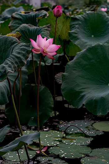 The lotus Vietnam's national flower, Cultural symbol, Historical significance, Natural beauty HD phone wallpaper