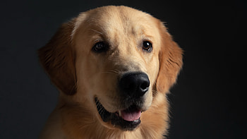 Close-up, Golden Retrievers HD wallpaper